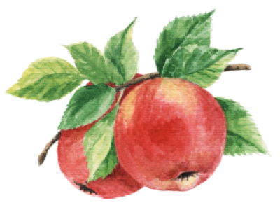 Illustration Apfelzweig, Aquarell