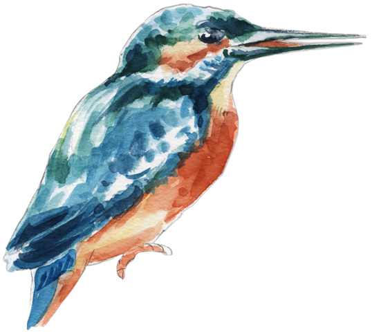 Illustration Eisvogel, Aquarell