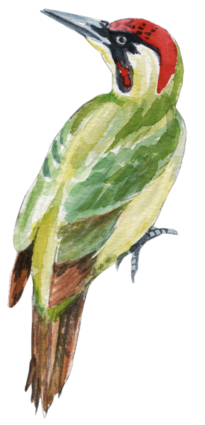 Illustration Grünspecht, Aquarell