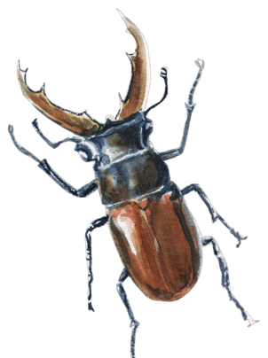 Illustration Hirschkäfer, Aquarell