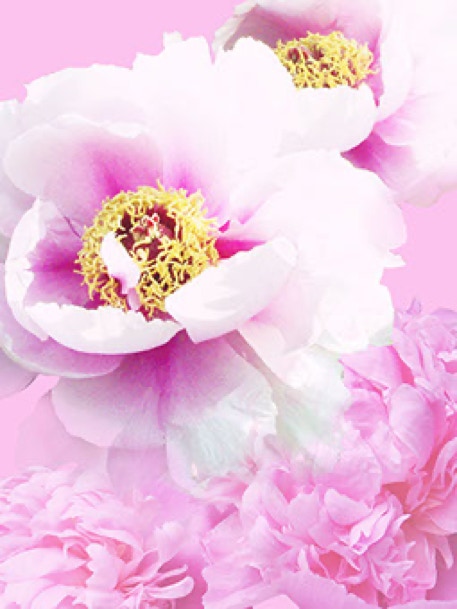 Ausschnitt aus digitalem Textildruck „Pfingstrosen“