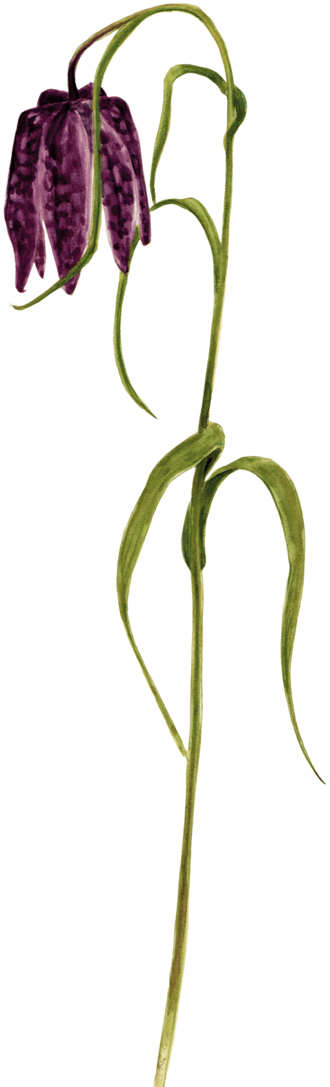 Aquarell „Schachblume“