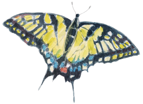 Illustration Schwalbenschwanz, Aquarell